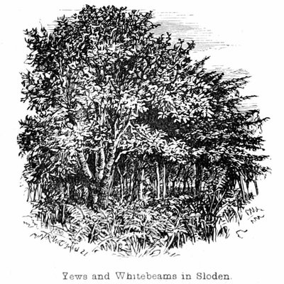 Tassi e Sorbi a Sloden da Walter Crane